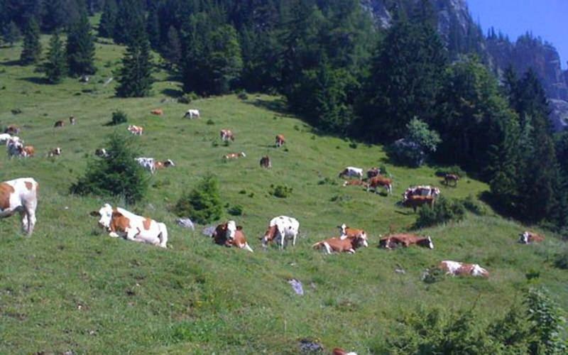 Gasthof Pension Alpenblick Radfeld Bagian luar foto